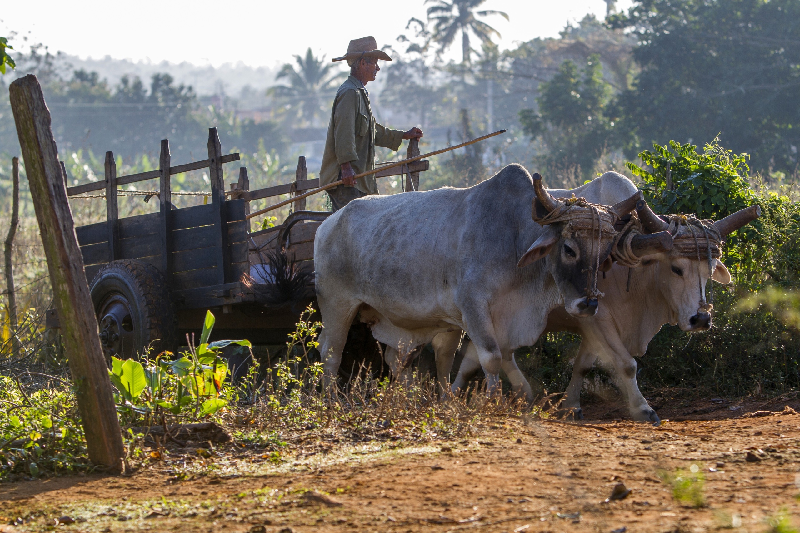 Vinales - Region upraw tytoniu