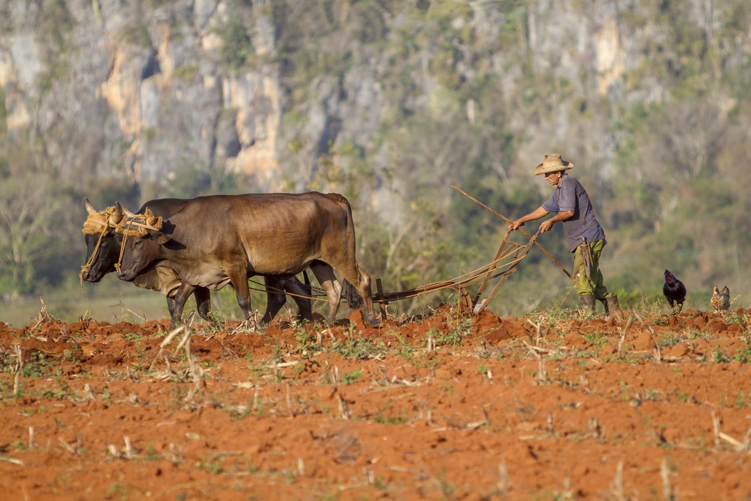 Vinales - Region upraw tytoniu