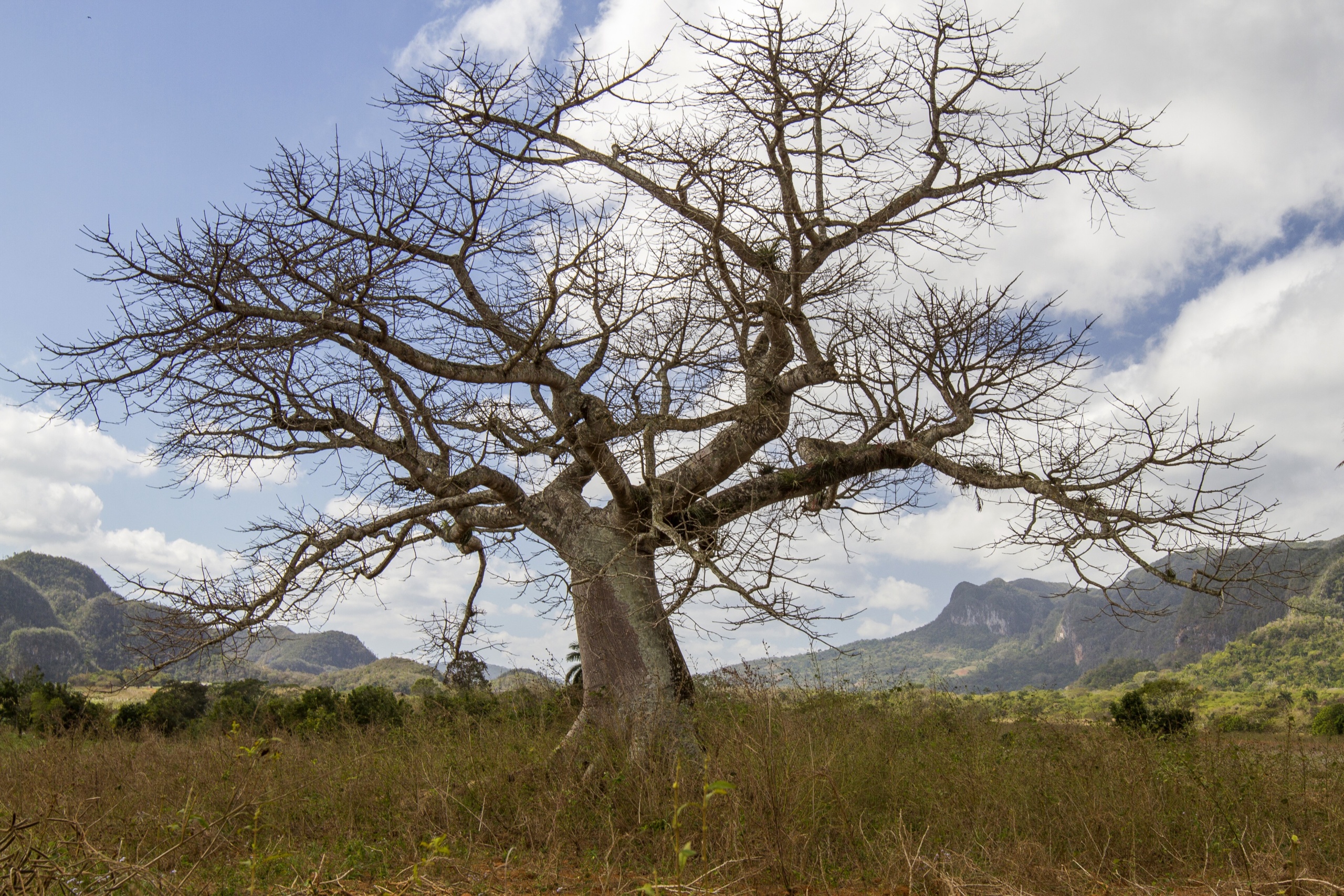 Vinales