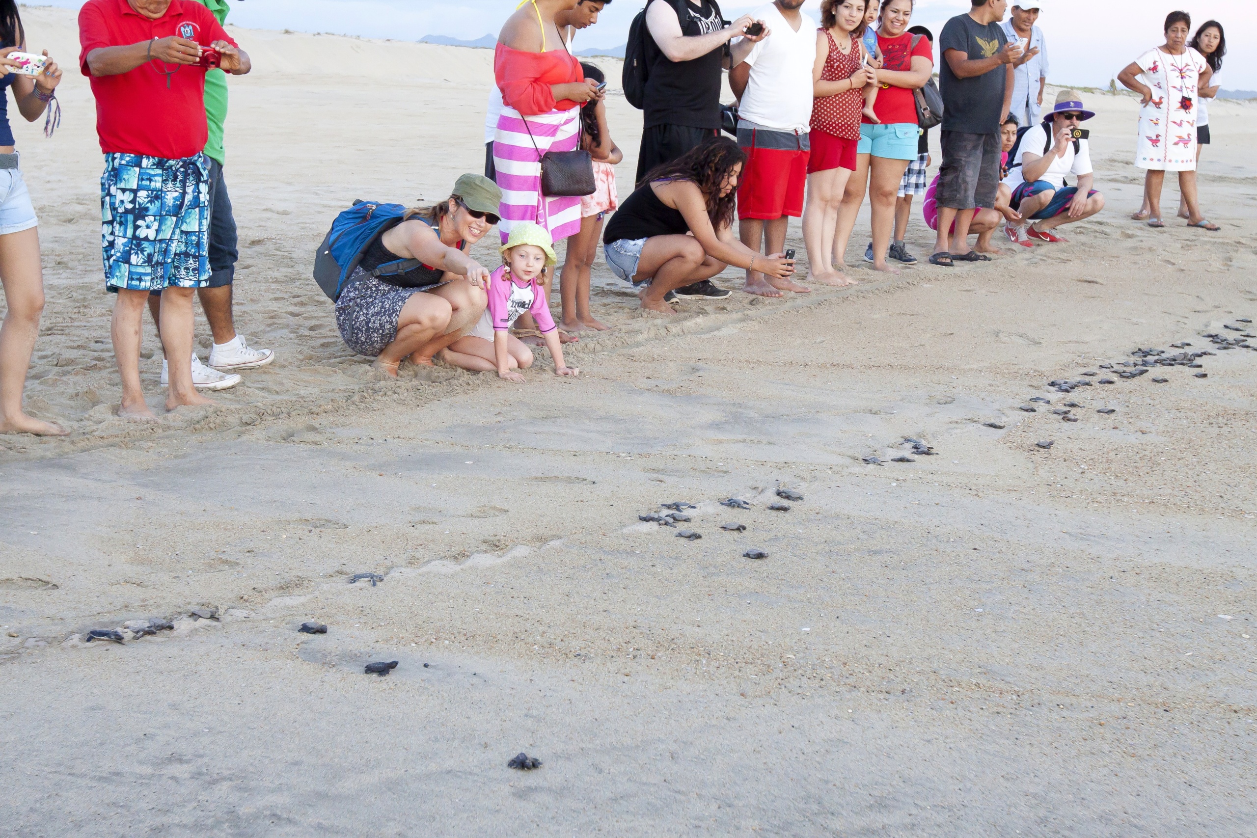 Puerto Escondido - Ochronka żółwi Palmarito