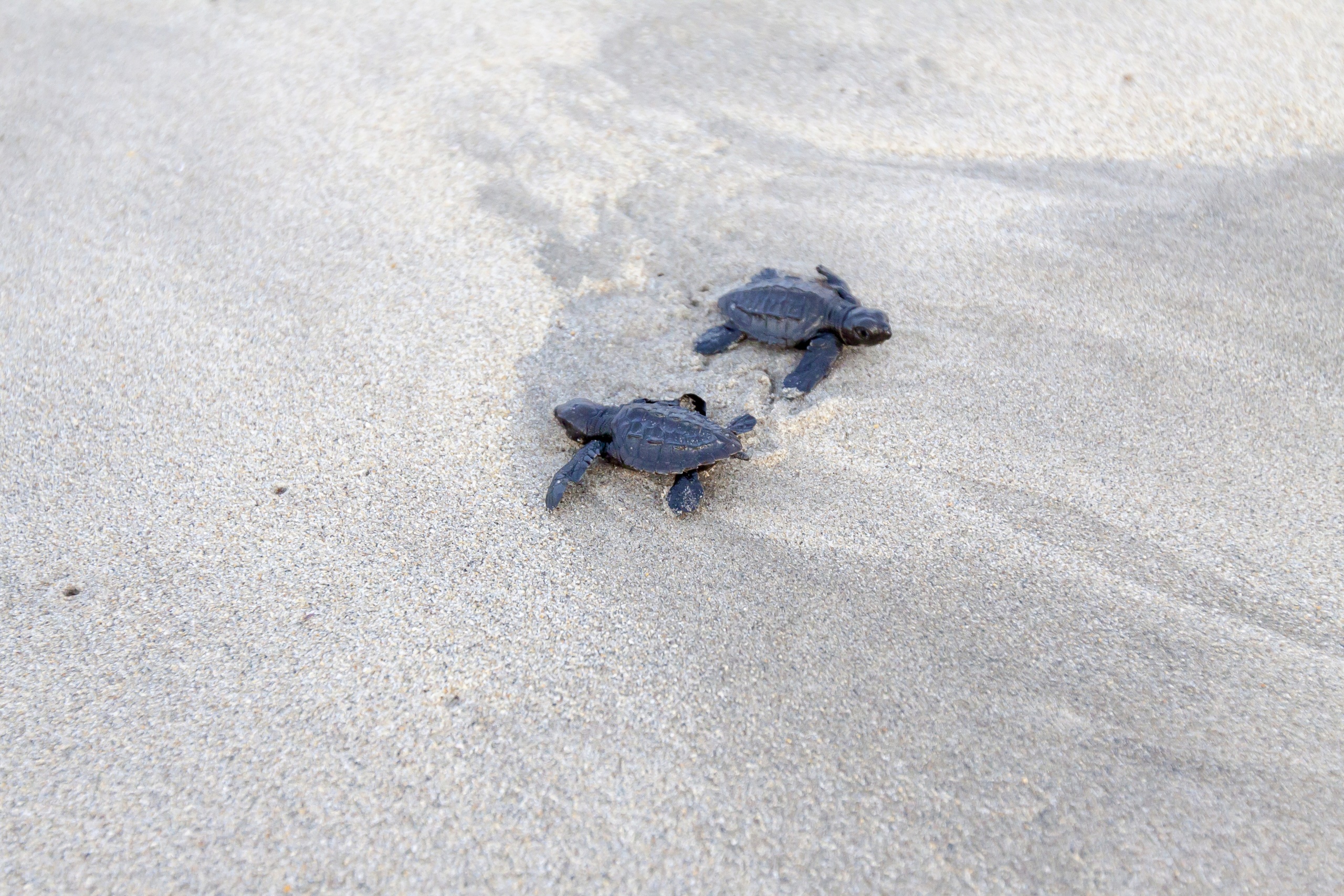 Puerto Escondido - Ochronka żółwi Palmarito